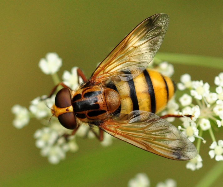 Volucella inanis (Linnaeus, 1758) da Confermare